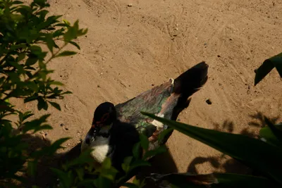 DSC_8146 (Large).JPG